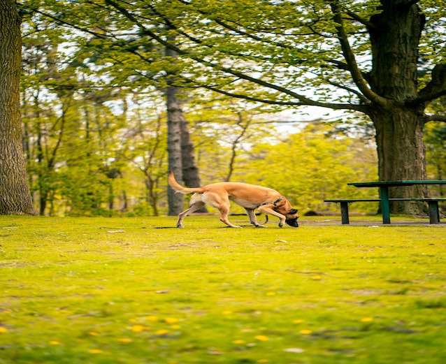 pet artificial grass lawn