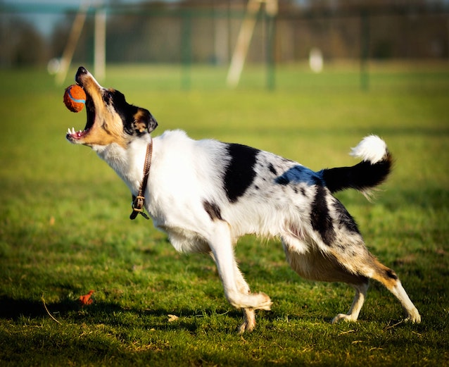 dog-playing-fetch-in-dog-park Jungle gym on artificial grass