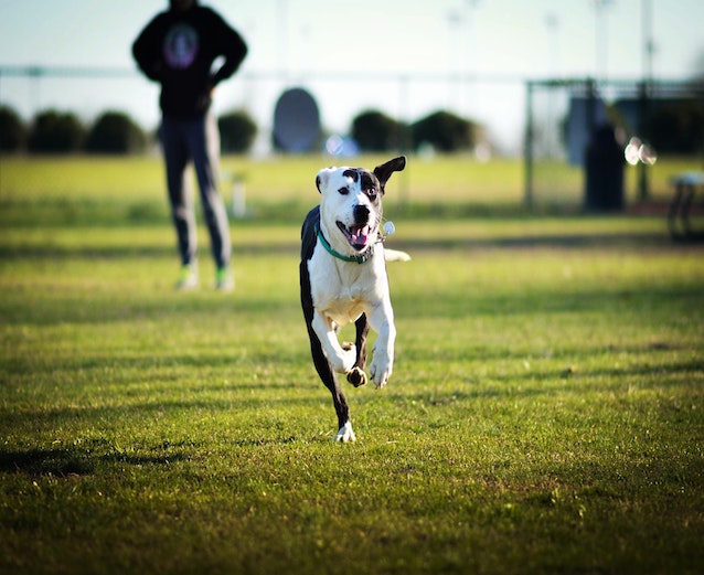 dog-running-in-dog-park Dog running in an artificial grass dog park