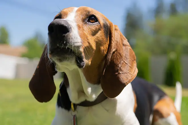 Labrador sitting on artificial grass and smiling
